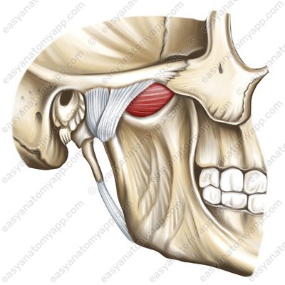 Temporomandibular joint (articulatio temporomandibularis)
